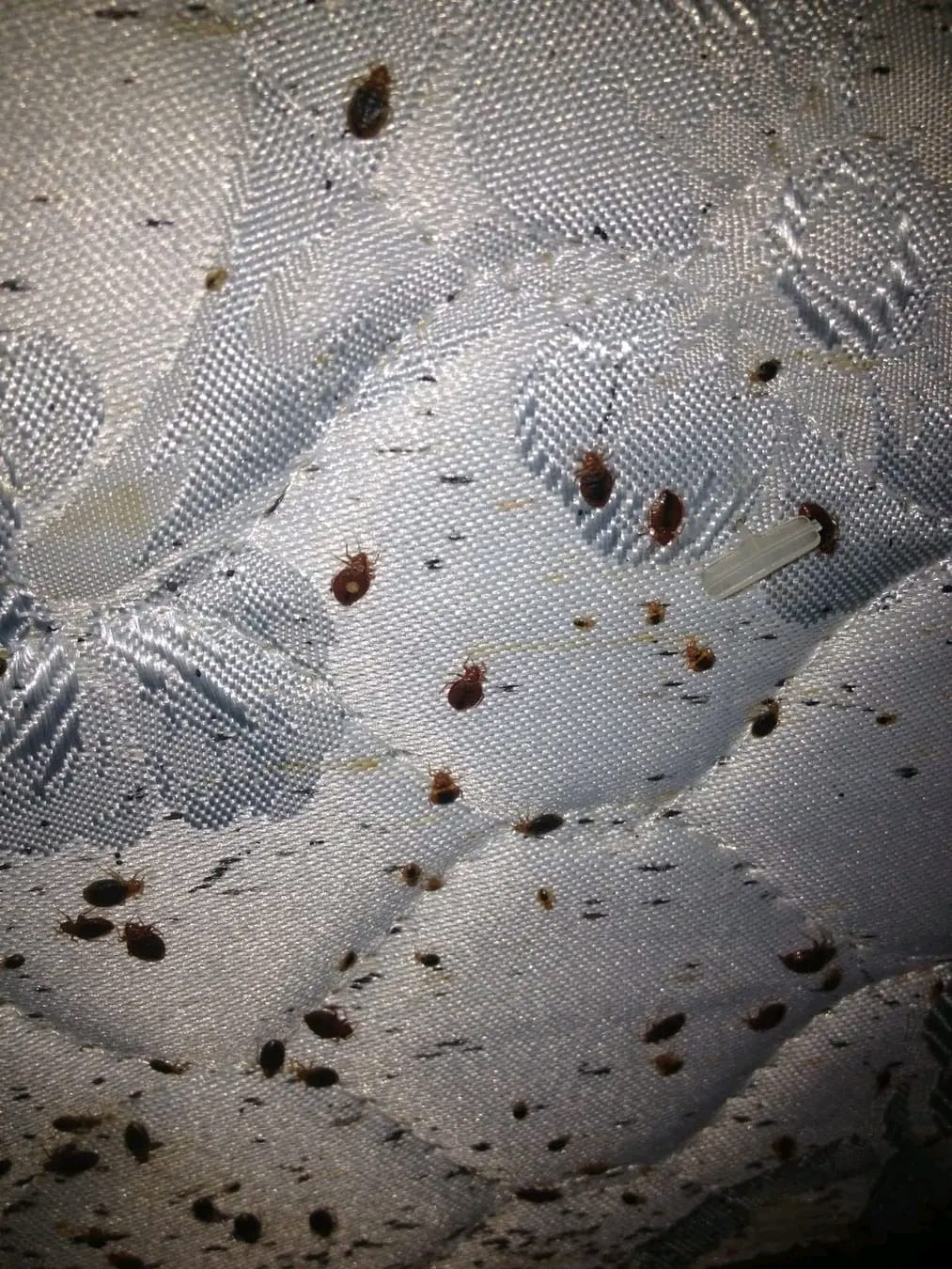 Bedbug Control