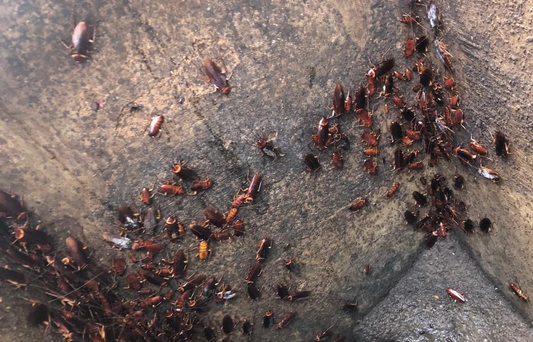 Cockroach Control Results