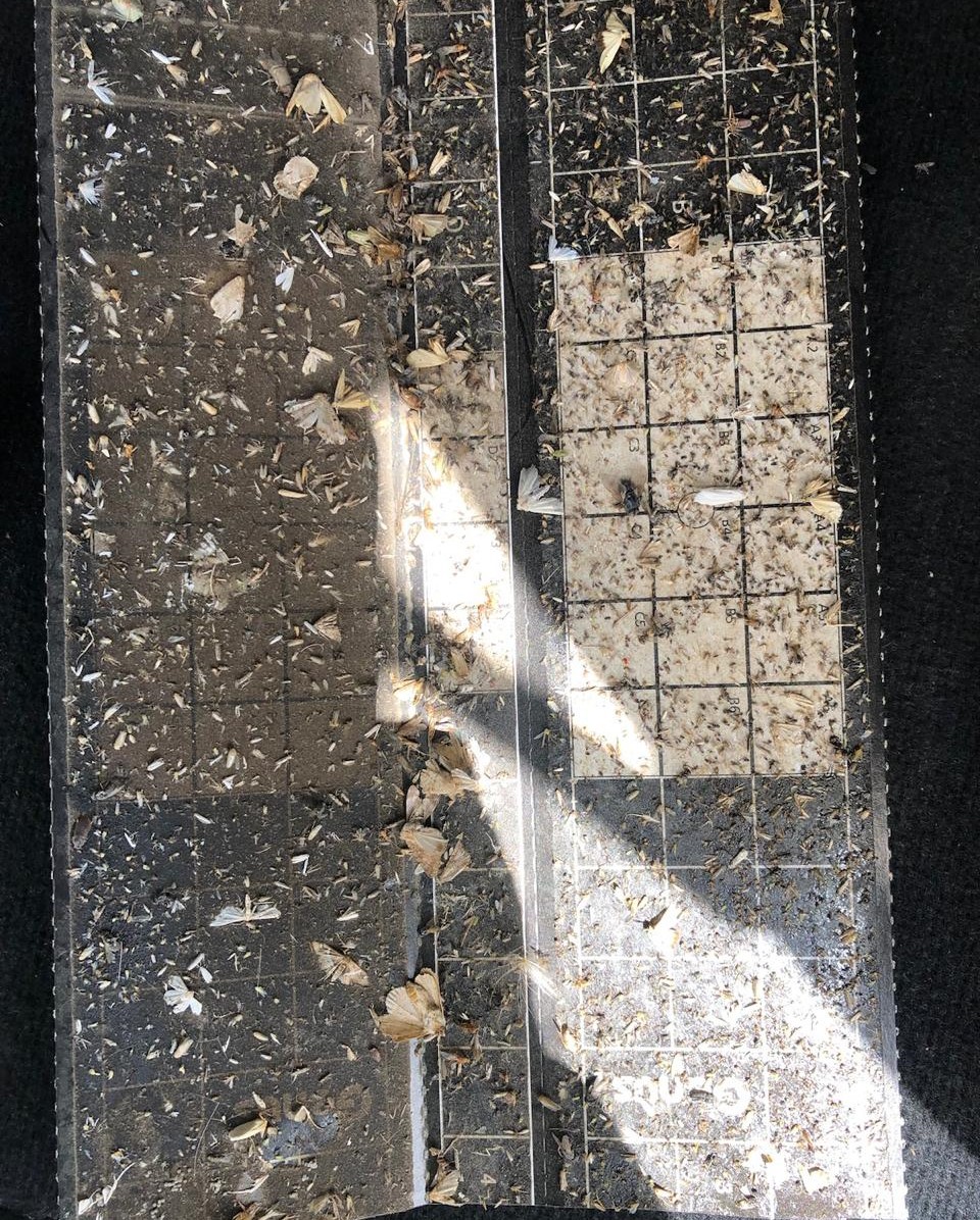 Weevils and Beetles Trap