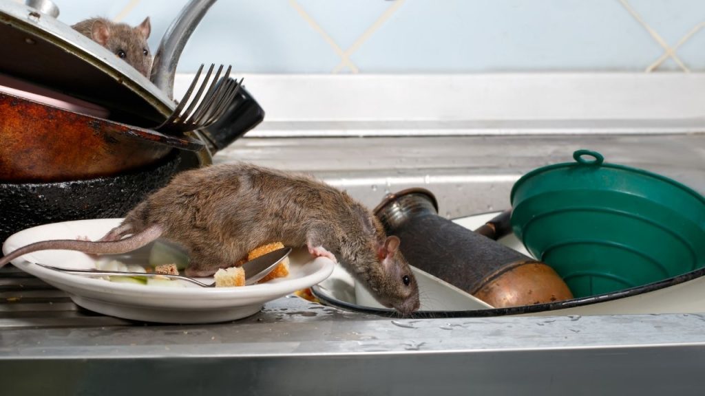 10 Common Household Pests in Kenya.